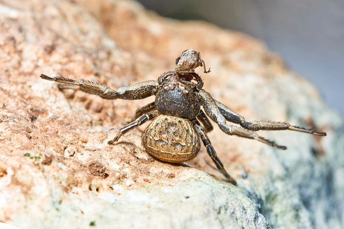 Xysticus sp, e Ozyptila sp.